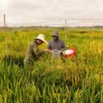 China’s new hybrid rice can preserve its high-yield traits across generations, potentially allowing farmers to replant seeds instead of buying new ones every year