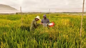 China’s new hybrid rice can preserve its high-yield traits across generations, potentially allowing farmers to replant seeds instead of buying new ones every year