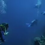 Most scuba divers believed they rarely touched reefs; underwater observers found more than 40% of contacts caused visible damage