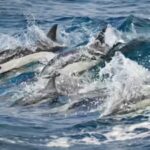 California’s ocean is up to 4°C hotter than normal; whales are disappearing, pelicans are starving and sharks are moving closer