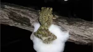 Female African treefrogs mate with several males simultaneously; together they whip up a larger foam nest that protects hundreds of eggs from drying out