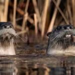 California researchers surveyed Point Reyes lagoon 19 times and found 73 pelicans killed by river otters; some birds have now begun flying away when otters approach