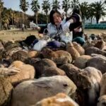 Tourist feeding helped push Japan’s famous Rabbit Island beyond its natural limits; now vegetation is stripped and wild boars are attacking rabbits