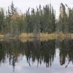 Boreal forests shade northern permafrost so effectively that summer thaw stays about one metre shallower; researchers estimate their canopies keep 59 billion tonnes of carbon frozen