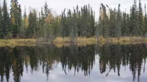 Boreal forests shade northern permafrost so effectively that summer thaw stays about one metre shallower; researchers estimate their canopies keep 59 billion tonnes of carbon frozen