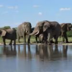 South Africa released 11 formerly captive elephants onto wild reserves; five years later, their behaviour closely matched elephants that had never lived in captivity