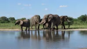 South Africa released 11 formerly captive elephants onto wild reserves; five years later, their behaviour closely matched elephants that had never lived in captivity