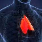 A forgotten immune organ in your chest may predict how long you live, with AI scans linking healthier thymuses to lower death, heart disease and cancer risks
