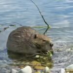 In 1980, Mount St Helens buried a river valley in volcanic sediment. Then 58 beavers helped turn the wasteland into a thriving wetland