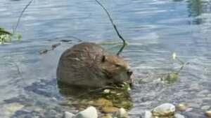 In 1980, Mount St Helens buried a river valley in volcanic sediment. Then 58 beavers helped turn the wasteland into a thriving wetland