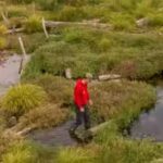 Conservationists filled in 1.2km of a man-made river channel and allowed the water to spread naturally; the new Somerset wetland is now attracting rare wildlife