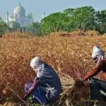 Agriculture Data Collection: Statistics ministry flags serious gaps in agriculture data collection | India News