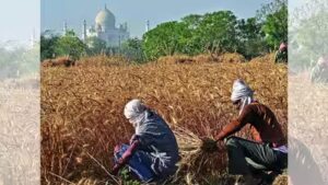 Agriculture Data Collection: Statistics ministry flags serious gaps in agriculture data collection | India News