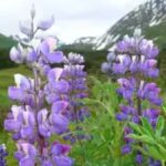 Iceland’s Alaskan Lupins: A Beautiful Bloom or an Ecological Nightmare? | World News