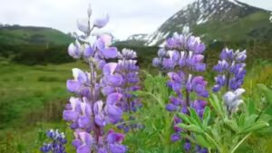 Iceland’s Alaskan Lupins: A Beautiful Bloom or an Ecological Nightmare? | World News