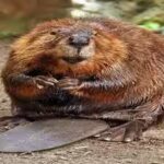 North American beavers in sub-Antarctic Chile are doing more than flooding forests; they are turning riparian land into methane-spewing wetlands |