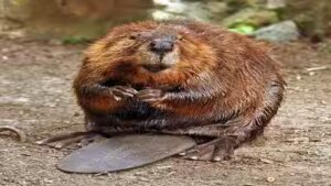 North American beavers in sub-Antarctic Chile are doing more than flooding forests; they are turning riparian land into methane-spewing wetlands |