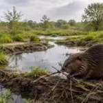 Britain hunted beavers to extinction around 400 years ago, but they are now returning to England’s wetlands to rebuild rivers and restore disappearing ecosystems | World News