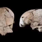 Buried for 5,300 years beneath a Stone Age tomb, a skull discovered in Spain has revealed the world’s earliest known ear surgery |