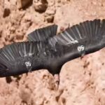 In 1987, the United States decided to capture every remaining wild California condor after lead poisoning, habitat loss, and poaching left just 27 birds alive; today, hundreds once again soar across western skies | World News