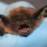 Bat on his face, no visible bite: 11-year-old Canadian boy dies of rabies weeks later | World News
