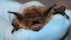Bat on his face, no visible bite: 11-year-old Canadian boy dies of rabies weeks later | World News