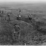 In the 1930s, America planted 220 million trees across Dust Bowl farmland; decades later, thousands of km of shelterbelts still protected farms and wildlife