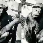 Famous chimpanzees solved puzzles that changed how humans understood intelligence, but their move to Berlin had a tragic ending