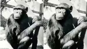 Famous chimpanzees solved puzzles that changed how humans understood intelligence, but their move to Berlin had a tragic ending