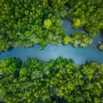 China lost more than 50% of its mangrove forests by the 2000s, now it has restored 22,500 hectares of the trees becoming one of the few countries on the globe where mangrove coverage is increasing |