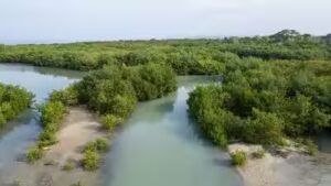 2000–2020: China spent up to $13.8 billion restoring coastal wetlands; scientists now value the benefits at as much as $434 billion