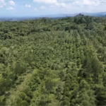 Costa Rica lost nearly half its forests in just a few decades, then planted millions of trees and became one of the world’s greatest reforestation success stories |