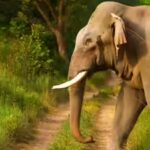 How elephants use their footsteps to send messages through the ground, and hear through skull vibrations