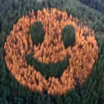 Every autumn, an ordinary Oregon forest suddenly starts smiling after foresters in 2011 planted western larch trees in a secret pattern among thousands of Douglas firs | World News