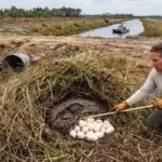 Florida confirms Burmese python breeding hotspot outside the Everglades, and wildlife experts fear it could be the start of a bigger spread | World News