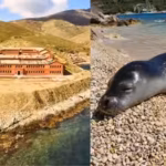 From prison to paradise: Once a dreaded prison island, this remote haven in Greece is now protecting one of the world’s rarest seals | World News