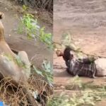 Watch: Pinned by lioness for 30 minutes, Gujarat man stays still to cheat death | Ahmedabad News