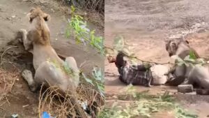 Watch: Pinned by lioness for 30 minutes, Gujarat man stays still to cheat death | Ahmedabad News