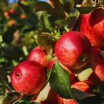 Apple not so ‘fruitful’ for Himachal? Climate pressures hill state’s Rs 5,000 crore economy