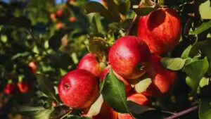 Apple not so ‘fruitful’ for Himachal? Climate pressures hill state’s Rs 5,000 crore economy