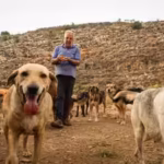 Houssein Hamze’s rescued dog pulled him from bed moments before a bomb struck in 2006; when war returned, he refused to leave Lebanon’s abandoned animals | World News