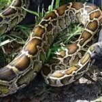 When a district in Florida’s Everglades used robot rabbits to eliminate its ever-growing population of Burmese pythons
