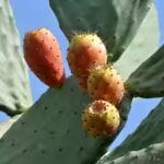 For years, Mediterranean farmers defended prickly pear against removal; a study suggests the cactus can help native plants recover on degraded drylands