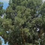 Spain planted millions of fast-growing eucalyptus trees for timber: Decades later, scientists say many have become “green deserts” where native birds and forest life struggle to survive