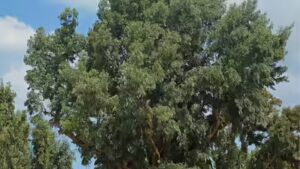 Spain planted millions of fast-growing eucalyptus trees for timber: Decades later, scientists say many have become “green deserts” where native birds and forest life struggle to survive