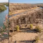 In 2001, scientists released beetles to fight an invasive tree. Years later, an endangered bird had lost 94% of its habitat along one western river | World News