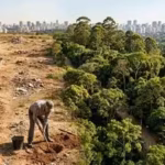 In 2003, a retired man planted trees on forgotten land alone; 20 years later, it had become one of Sao Paulo’s largest urban forests | World News