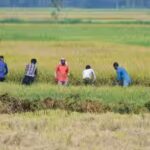 Southwest Monsoon India: Weak rains could dent farm incomes, consumption and inflation outlook: S&P