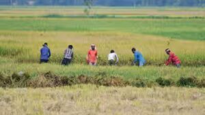 Southwest Monsoon India: Weak rains could dent farm incomes, consumption and inflation outlook: S&P