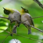 In 1929, Hawaii introduced Japanese white-eyes to control insects; they became its most abundant land bird and began competing with native birds for food | World News
